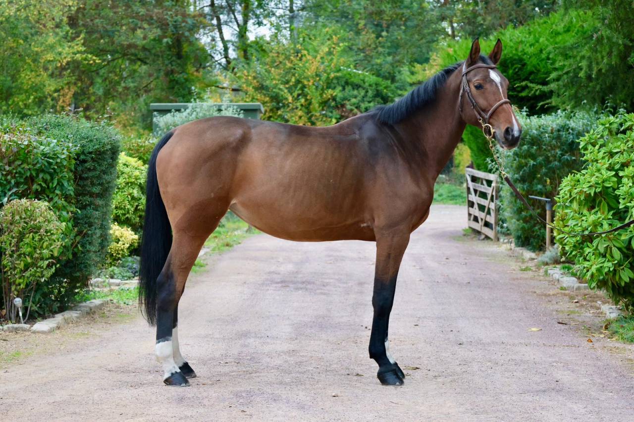 Mare KWPN Dutch Warmblood For sale 2016 Bay