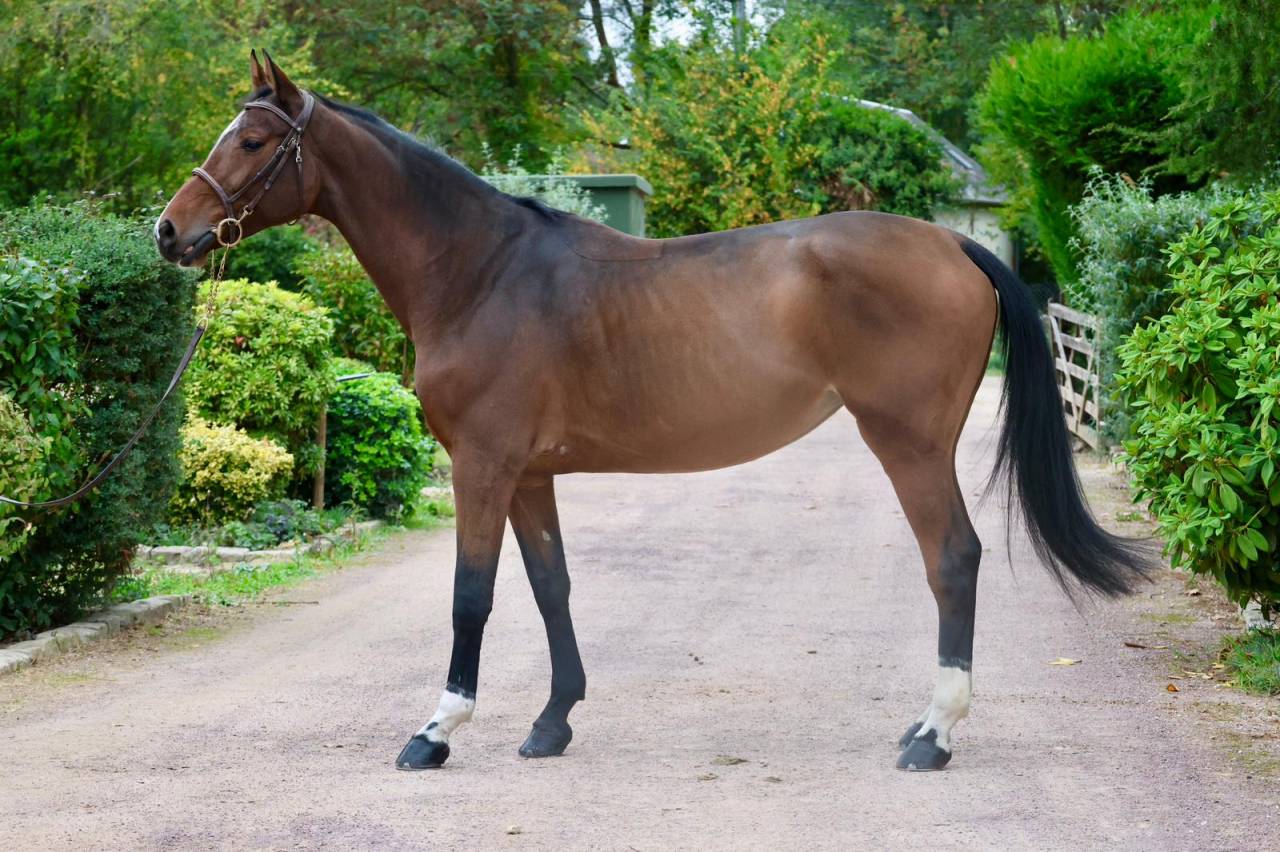 Mare KWPN Dutch Warmblood For sale 2016 Bay