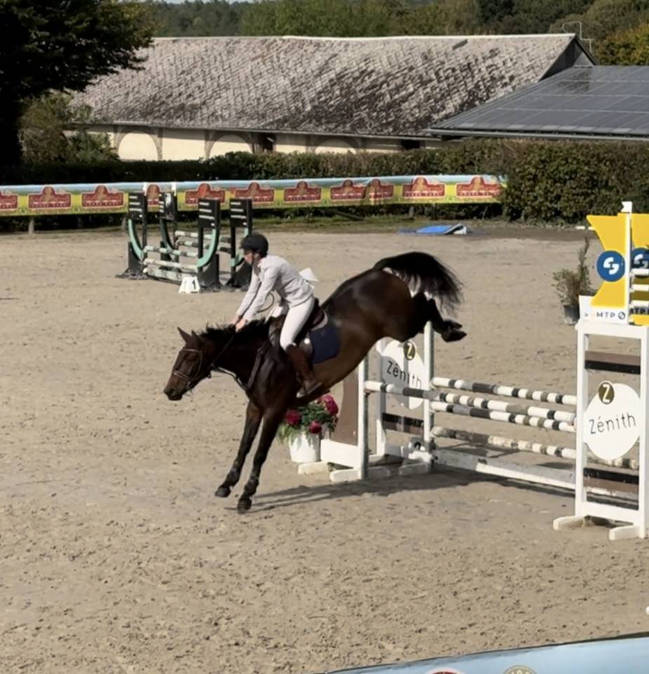 Mare Selle Français For sale 2019 Bay