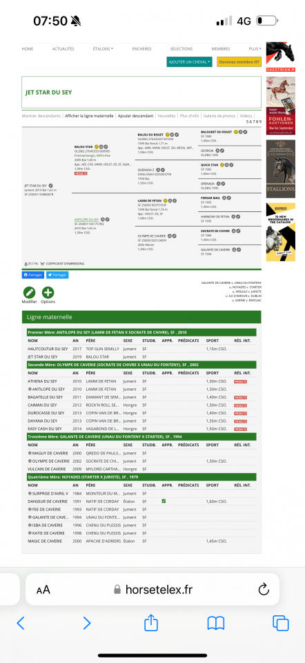 Mare Selle Français For sale 2019 Bay