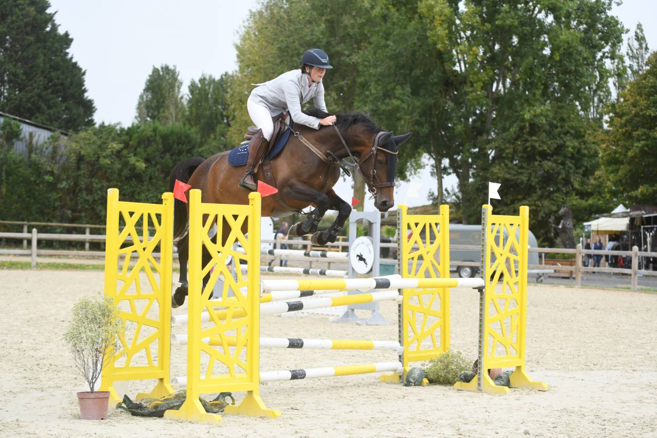 Mare Selle Français For sale 2019 Bay