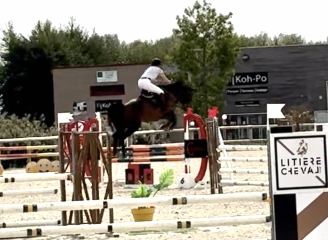 Mare Selle Français For sale 2019 Bay