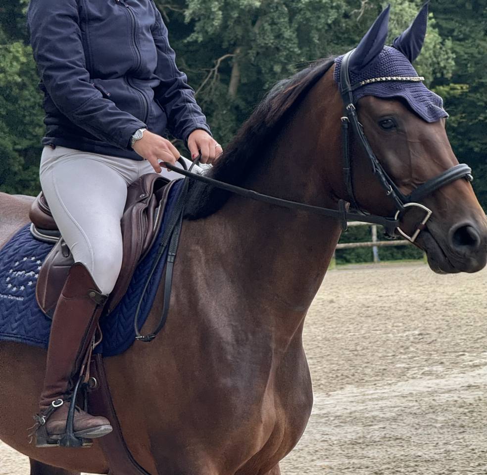 Mare Selle Français For sale 2019 Bay