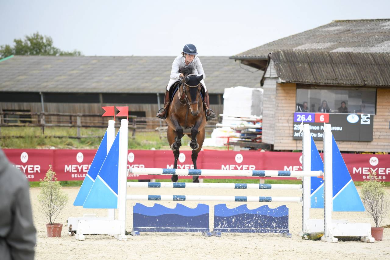 Mare Selle Français For sale 2019 Bay