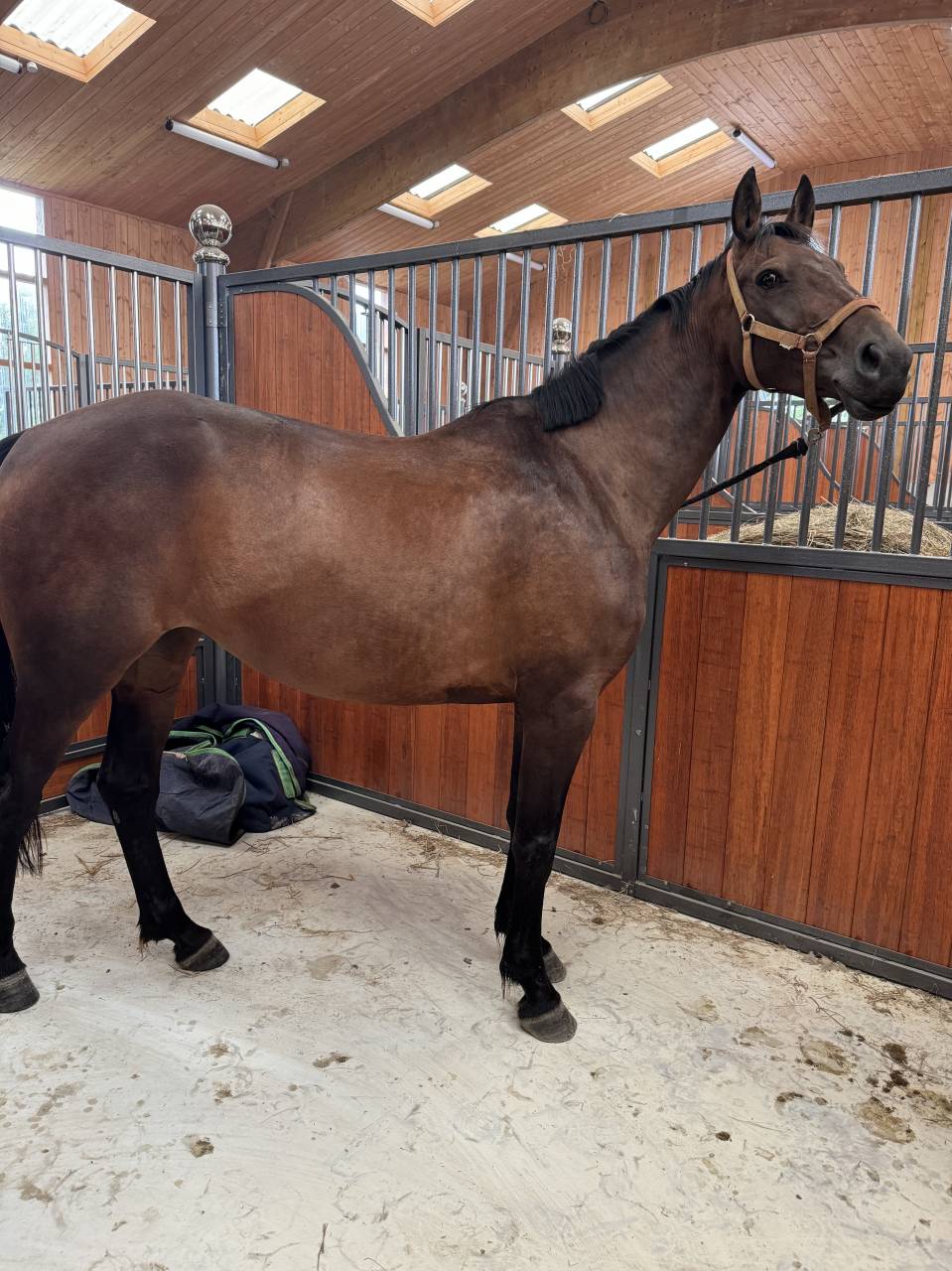 Mare Selle Français For sale 2019 Bay