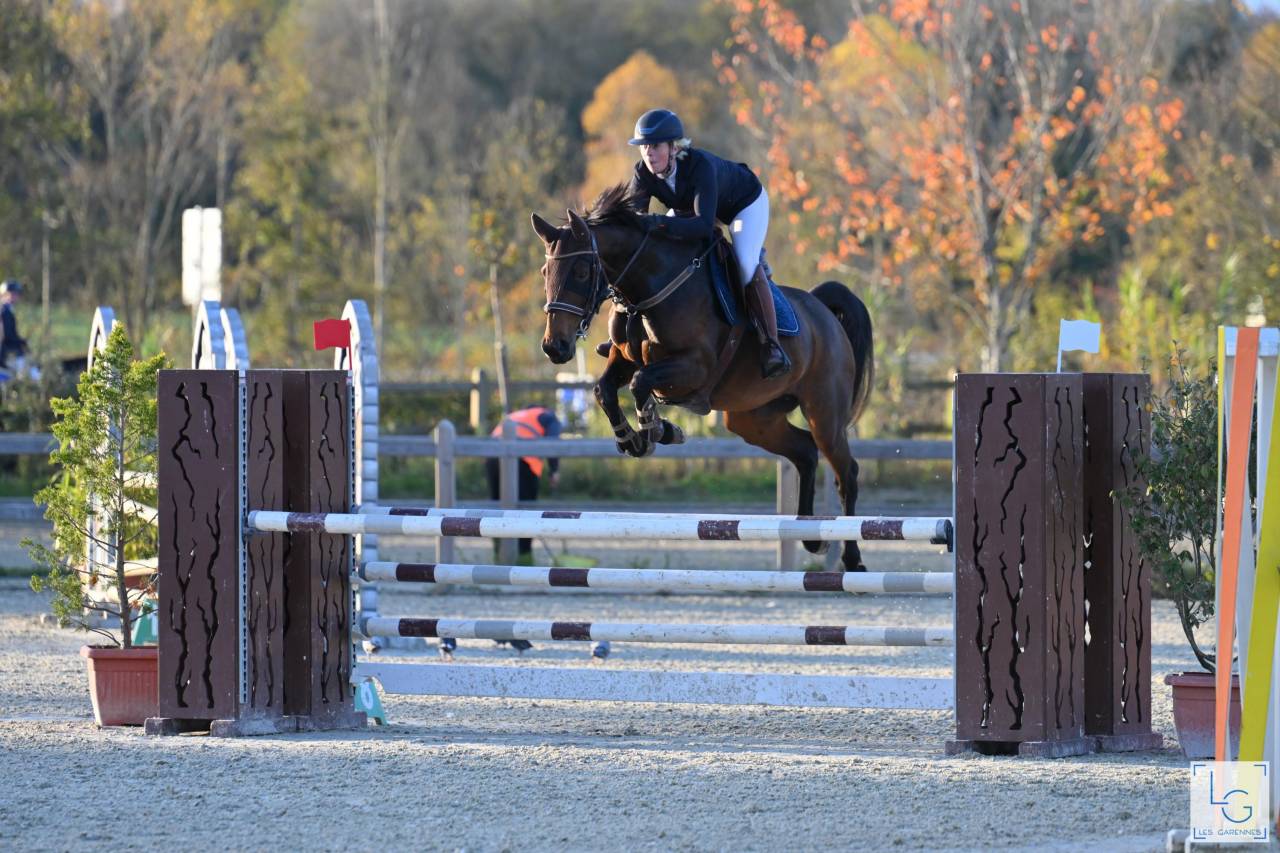 Mare Selle Français For sale 2019 Bay