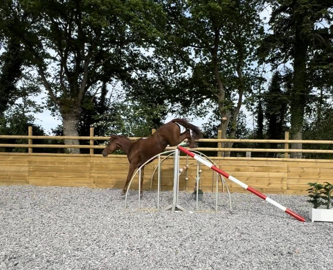 Mare Selle Français For sale 2022 Chesnut