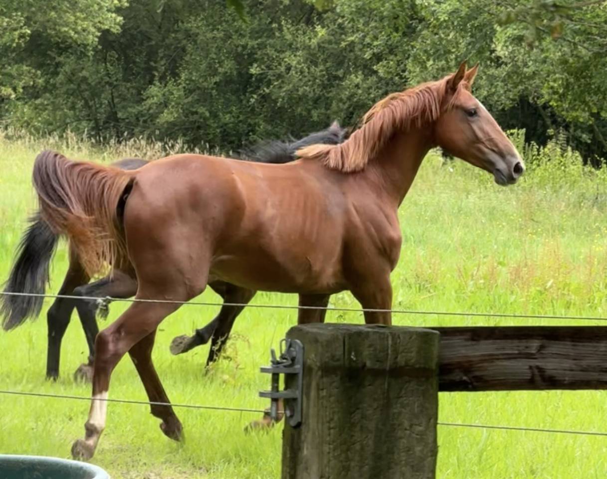 Mare Selle Français For sale 2022 Chesnut
