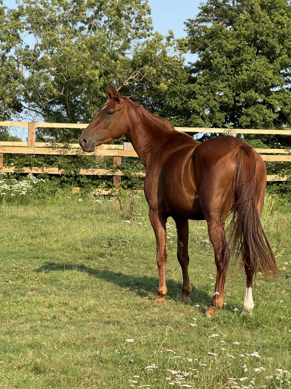 Mare Selle Français For sale 2022 Chesnut