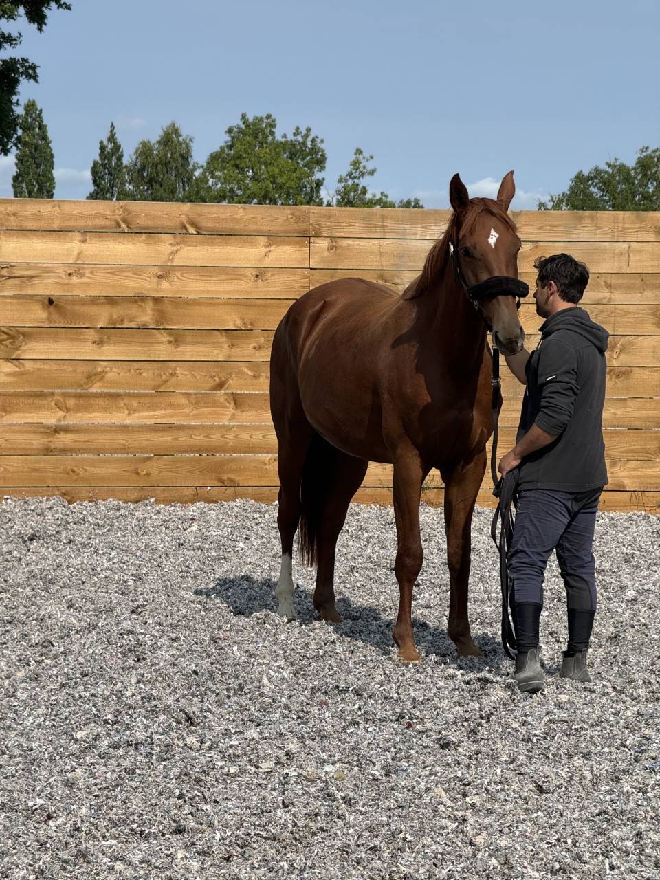 Mare Selle Français For sale 2022 Chesnut