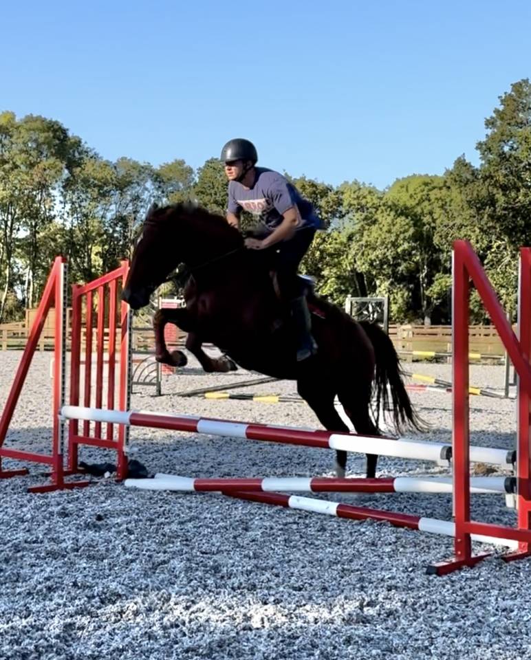 Mare Selle Français For sale 2022 Chesnut