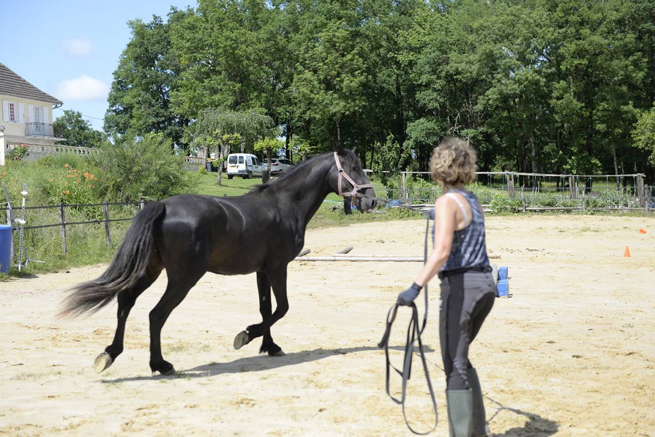 Gelding Menorquin Horse For sale 2016 Black