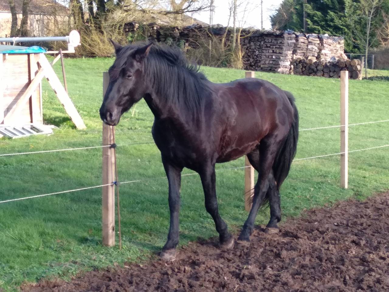 Gelding Menorquin Horse For sale 2016 Black