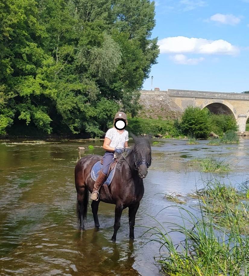 Gelding Menorquin Horse For sale 2016 Black