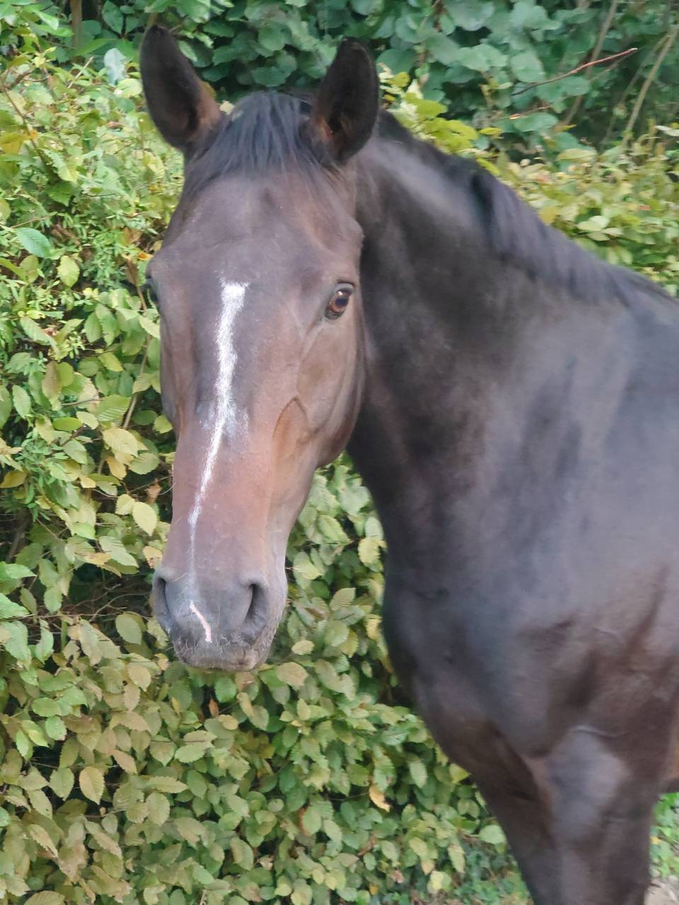 Mare BWP Belgian Warmblood For sale 2009 Bay