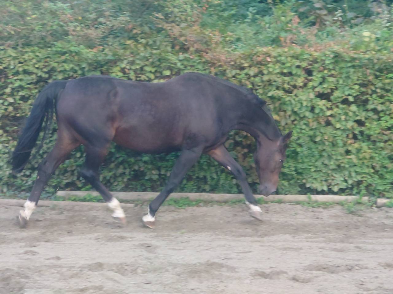 Mare BWP Belgian Warmblood For sale 2009 Bay