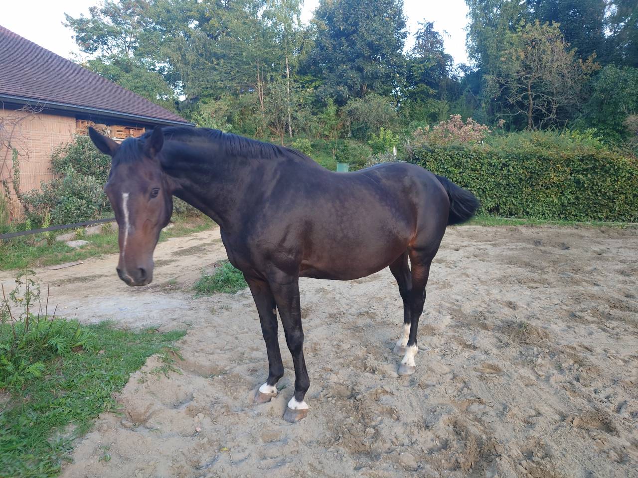 Mare BWP Belgian Warmblood For sale 2009 Bay