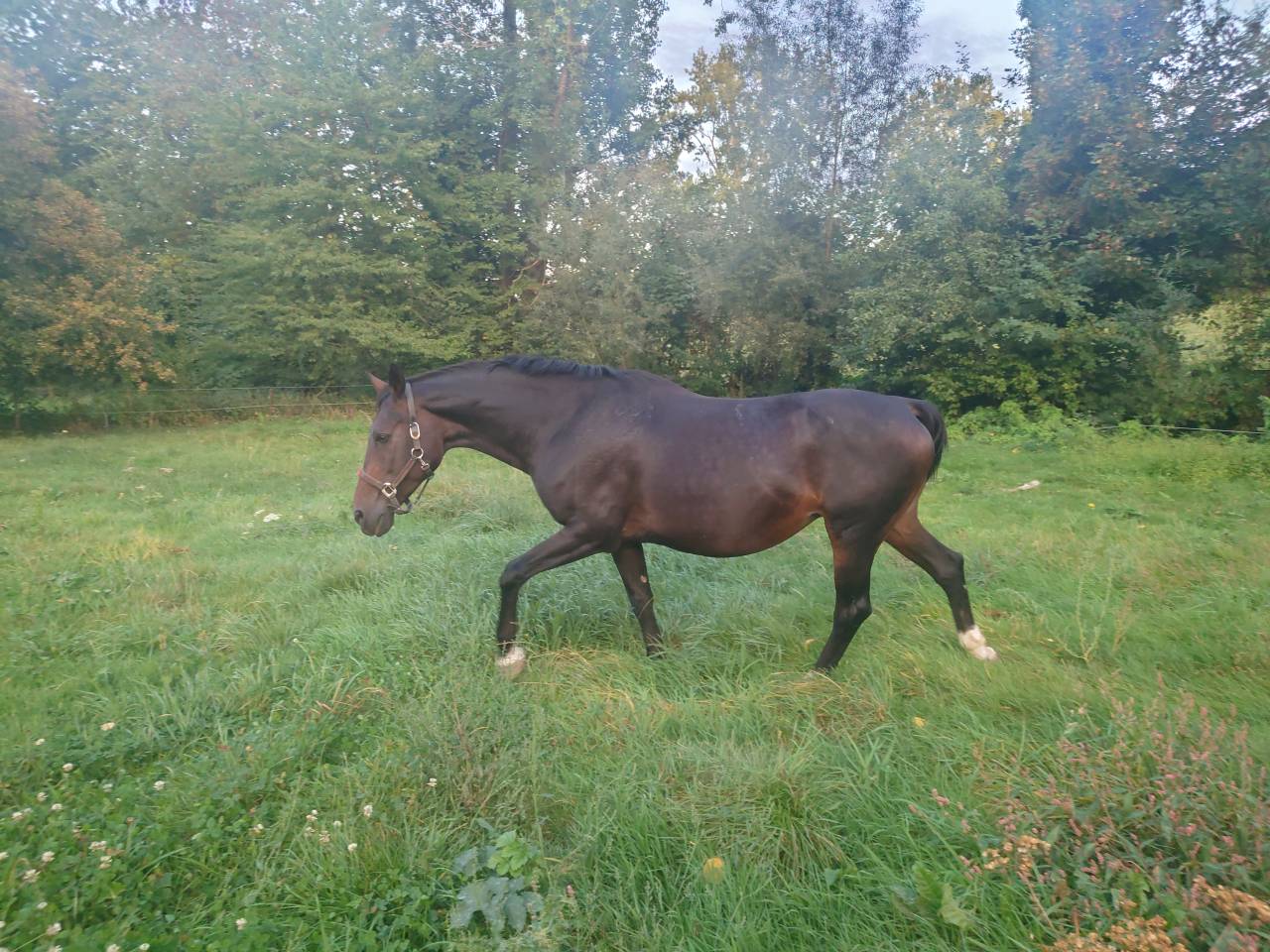 Mare BWP Belgian Warmblood For sale 2009 Bay