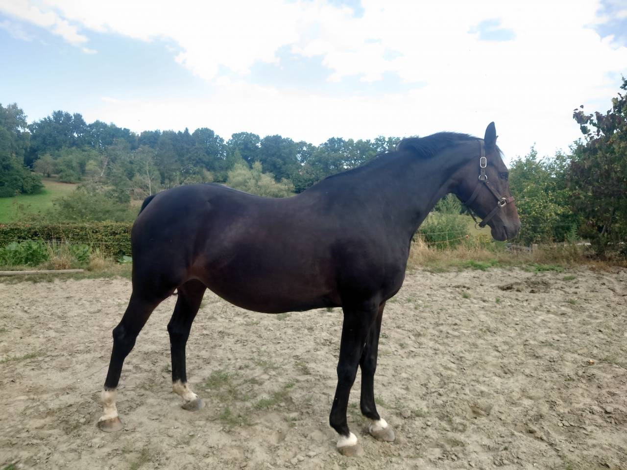 Mare BWP Belgian Warmblood For sale 2009 Bay