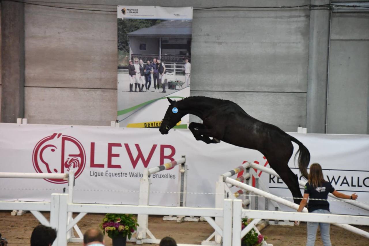 Mare BWP Belgian Warmblood For sale 2009 Bay