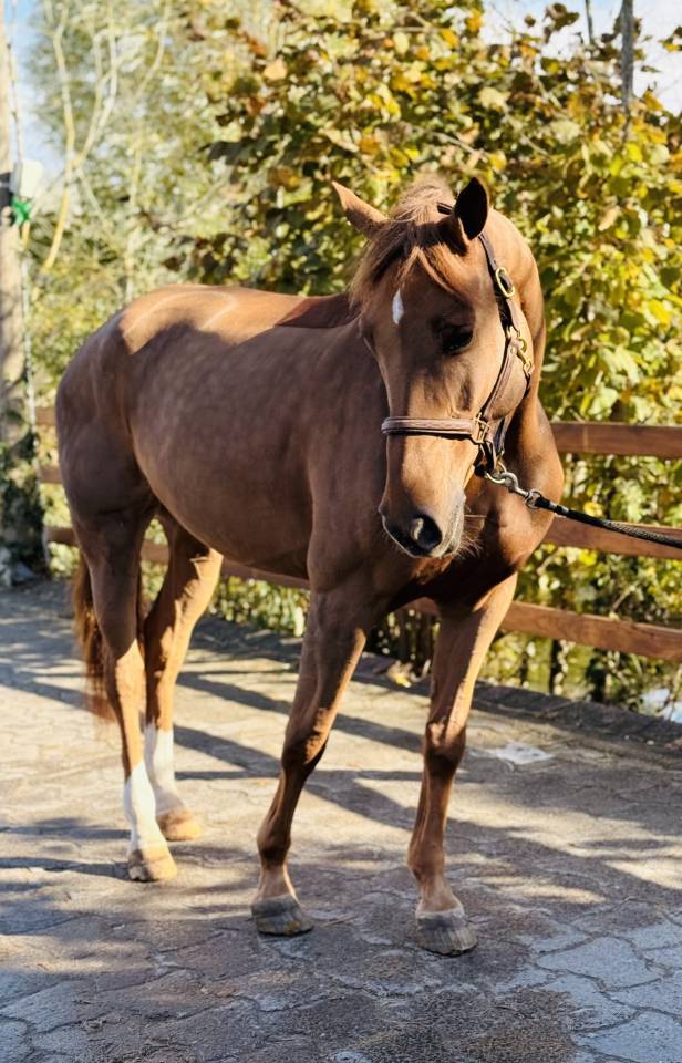 Mare Selle Français For sale 2020 Liver chestnut