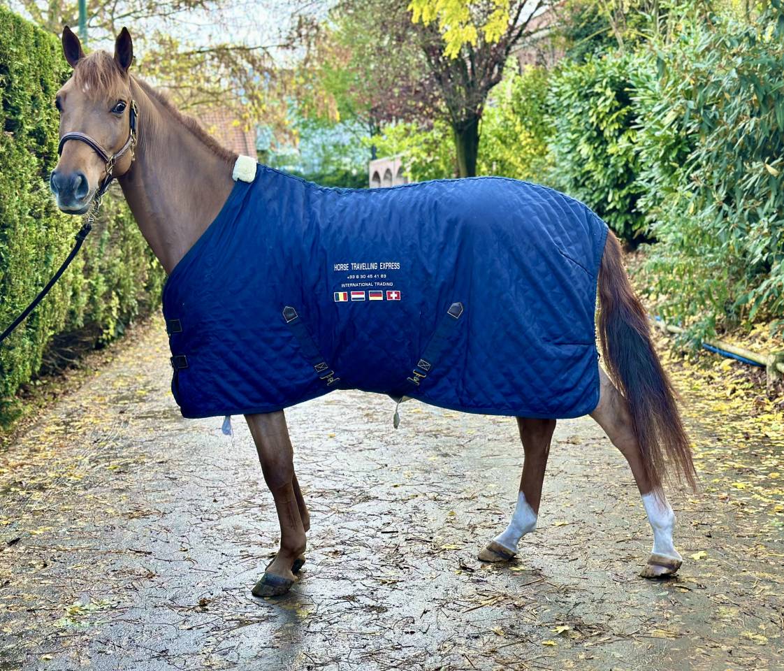 Mare Selle Français For sale 2020 Liver chestnut