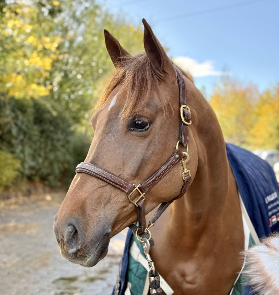Mare Selle Français For sale 2020 Liver chestnut