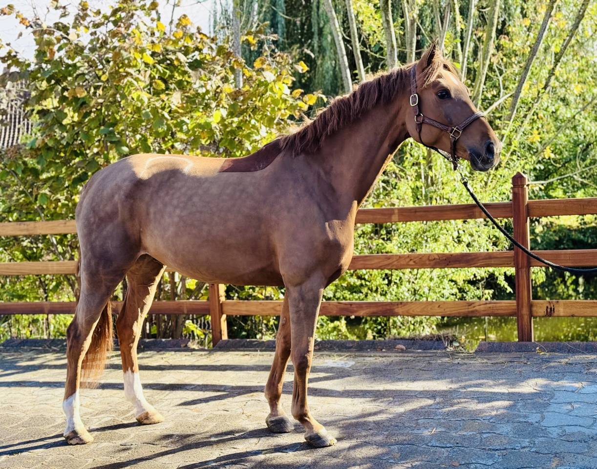 Mare Selle Français For sale 2020 Liver chestnut