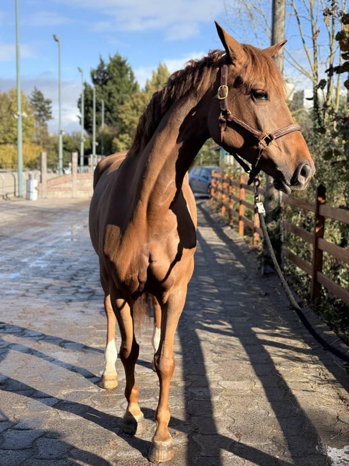 Mare Selle Français For sale 2020 Liver chestnut