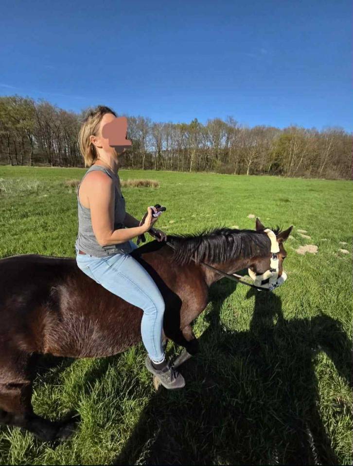 Mare Other Horse Breed For sale 2012 Bay