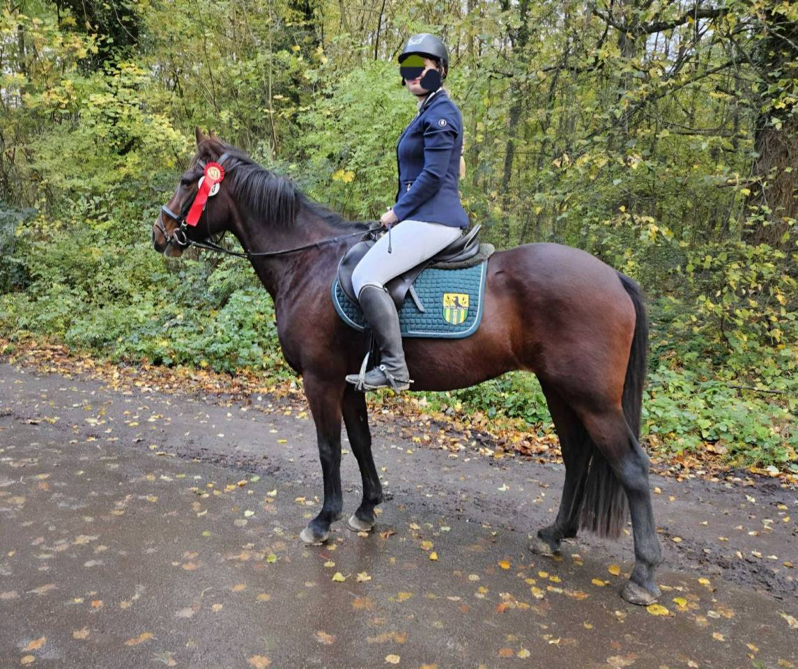 Mare Other Horse Breed For sale 2012 Bay