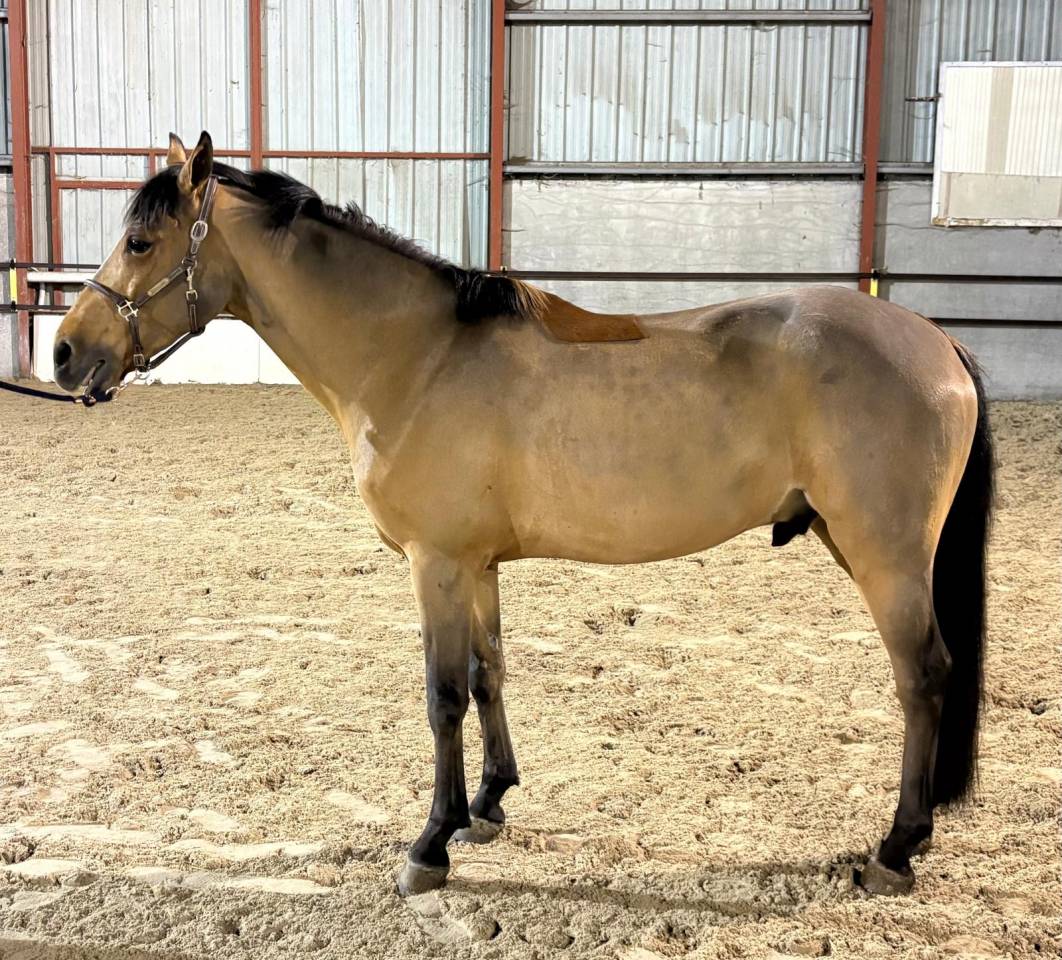 Mare BWP Belgian Warmblood For sale 2016 Bay