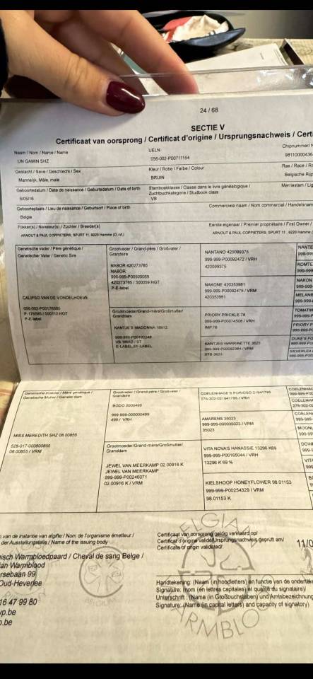 Mare BWP Belgian Warmblood For sale 2016 Bay