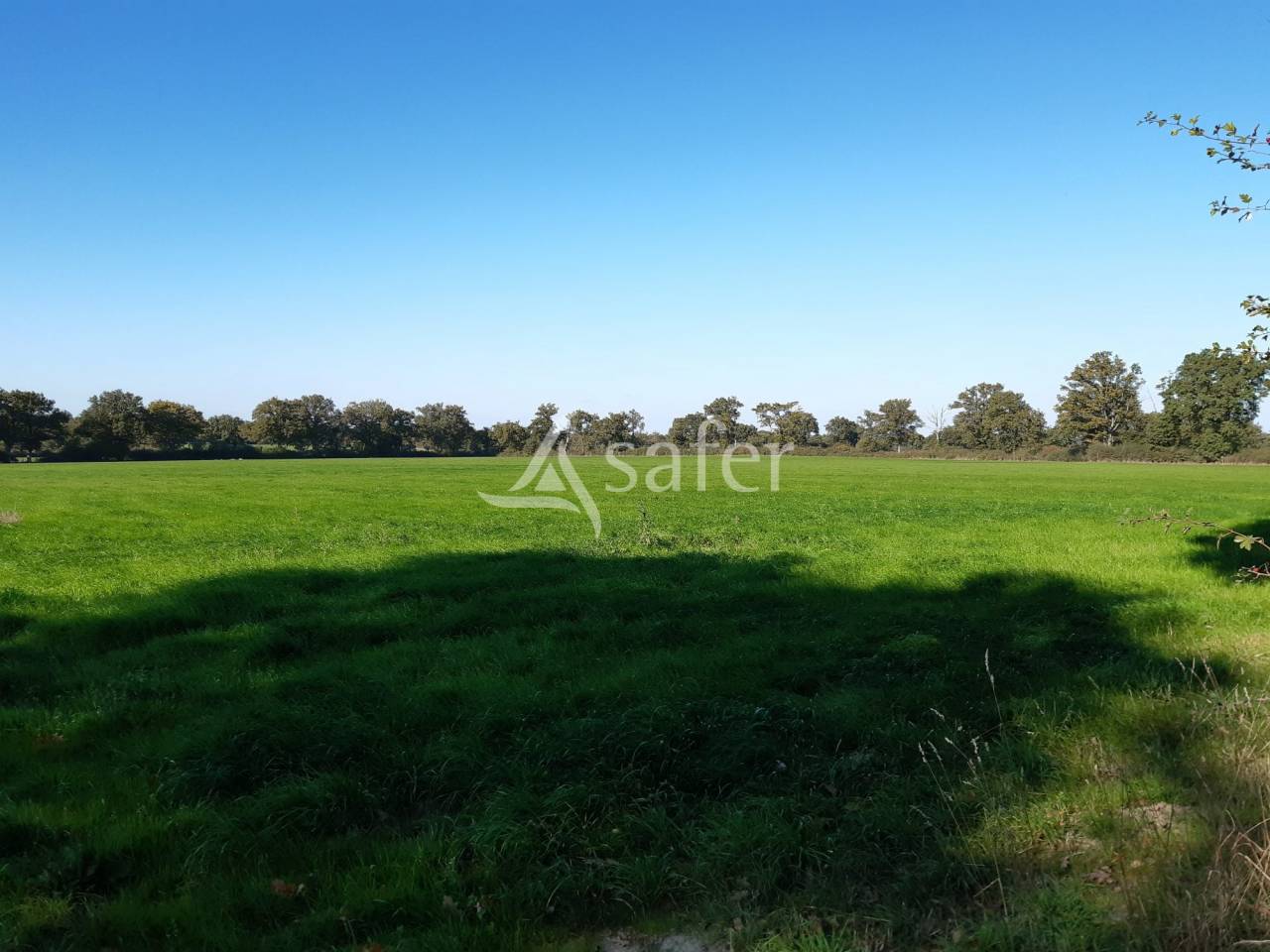 Woodland  Deux-Sèvres