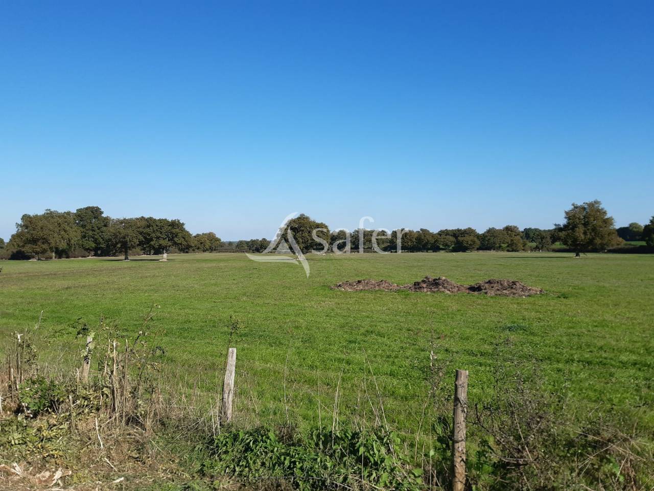 Woodland  Deux-Sèvres