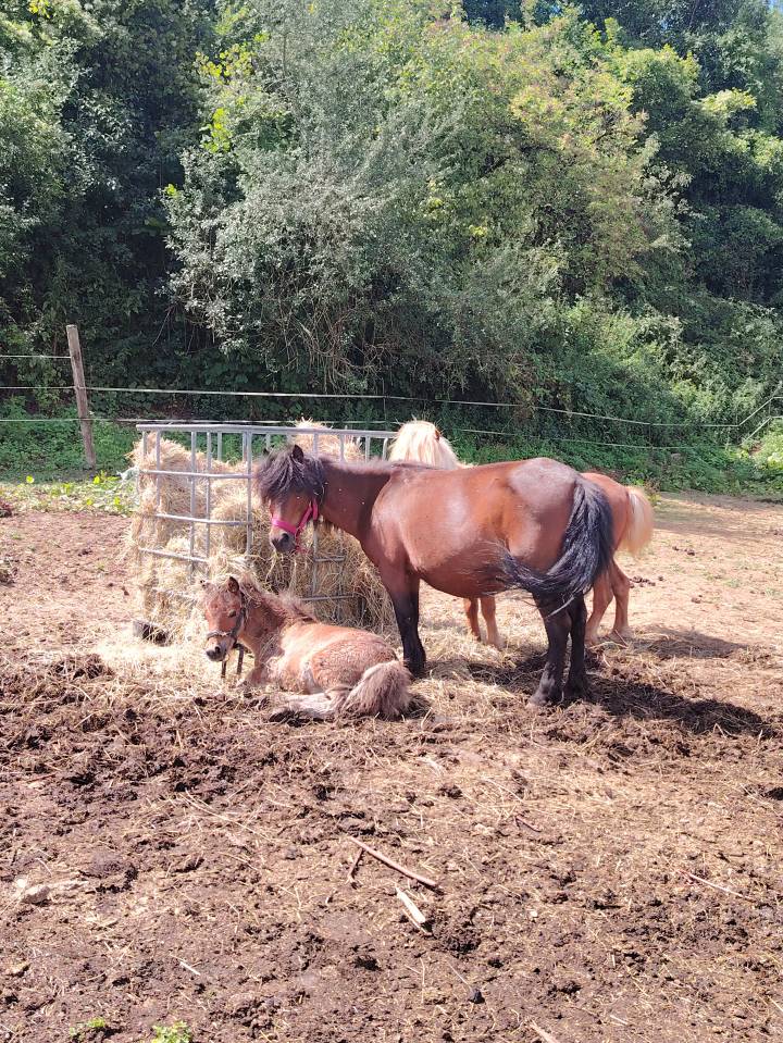 Broodmare No Origin Recorded For sale 2013 Dark Bay