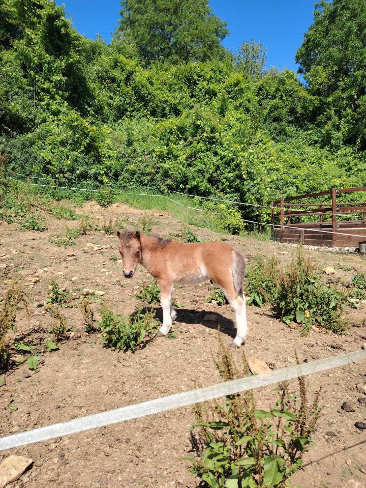 Broodmare No Origin Recorded For sale 2013 Dark Bay