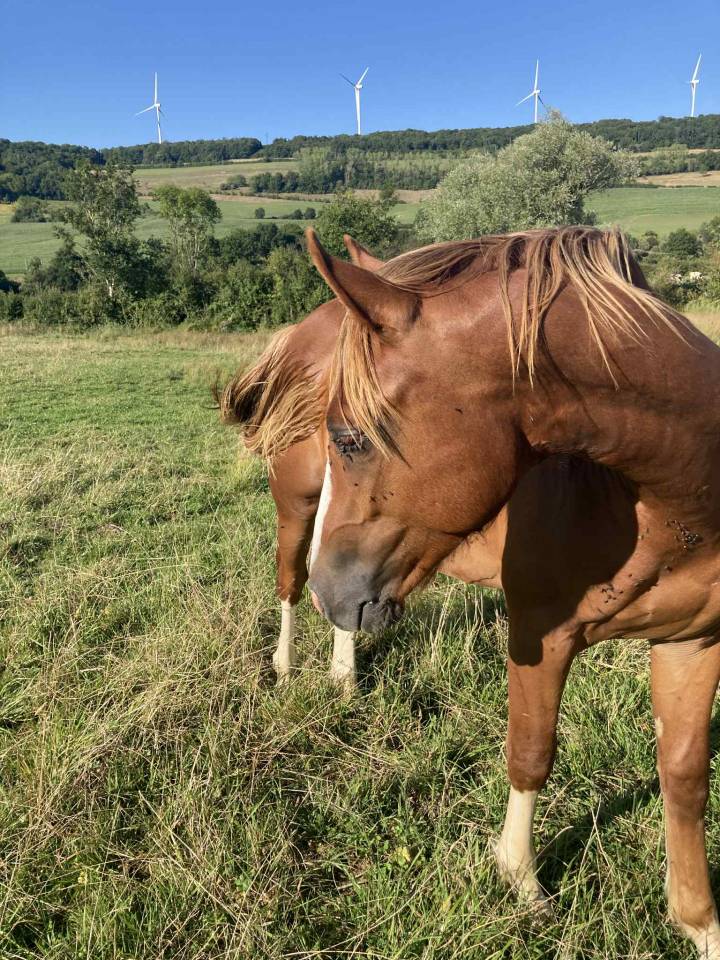 Entire French Saddle Pony For sale 2024 Chesnut