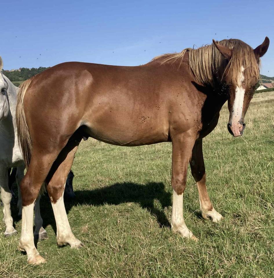 Entire French Saddle Pony For sale 2024 Chesnut