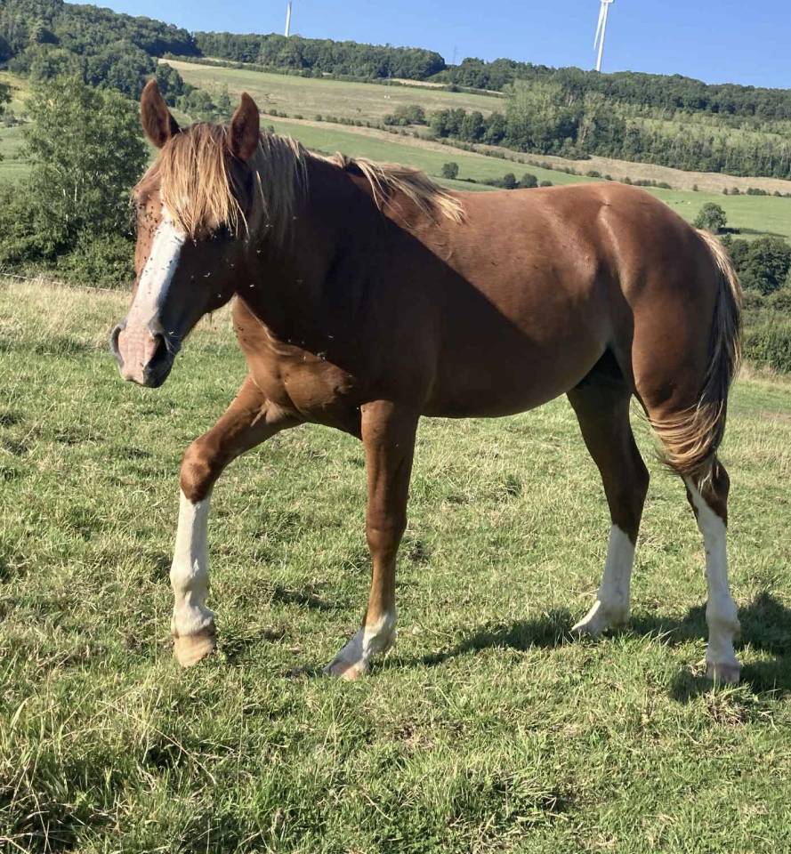 Entire French Saddle Pony For sale 2024 Chesnut