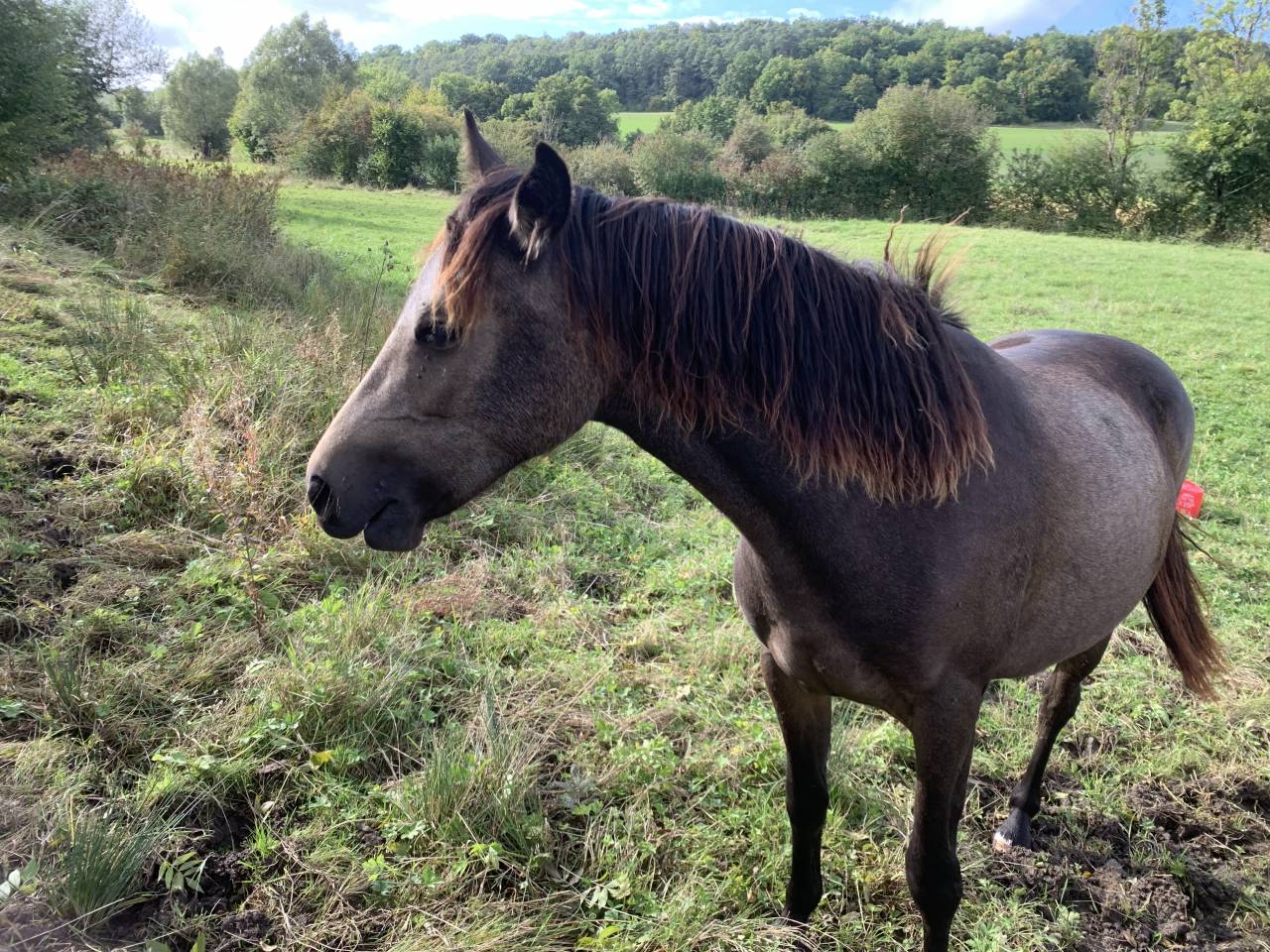 Mare Connemara For sale 2024 Buckskin