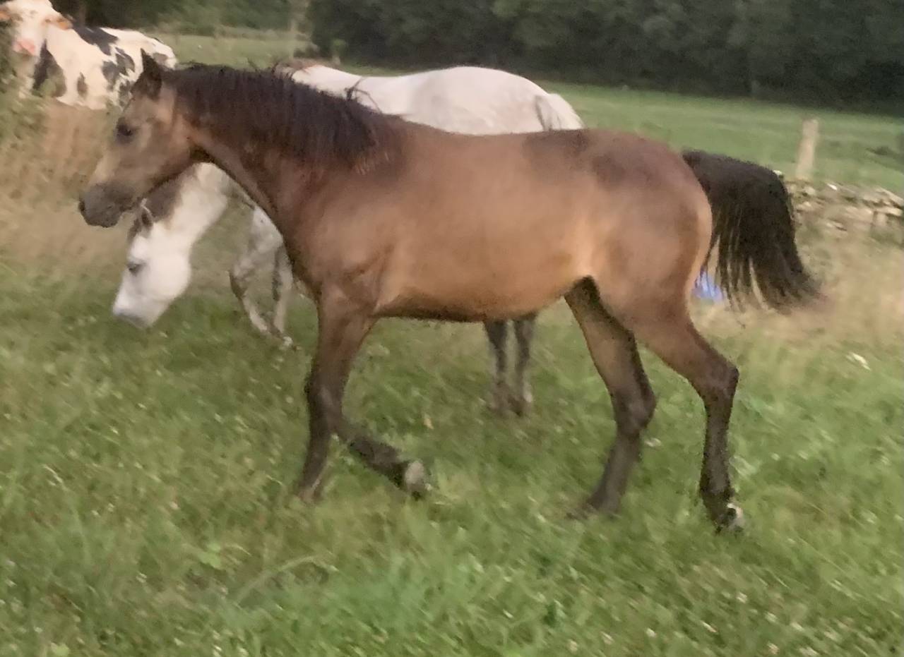 Mare Connemara For sale 2024 Buckskin