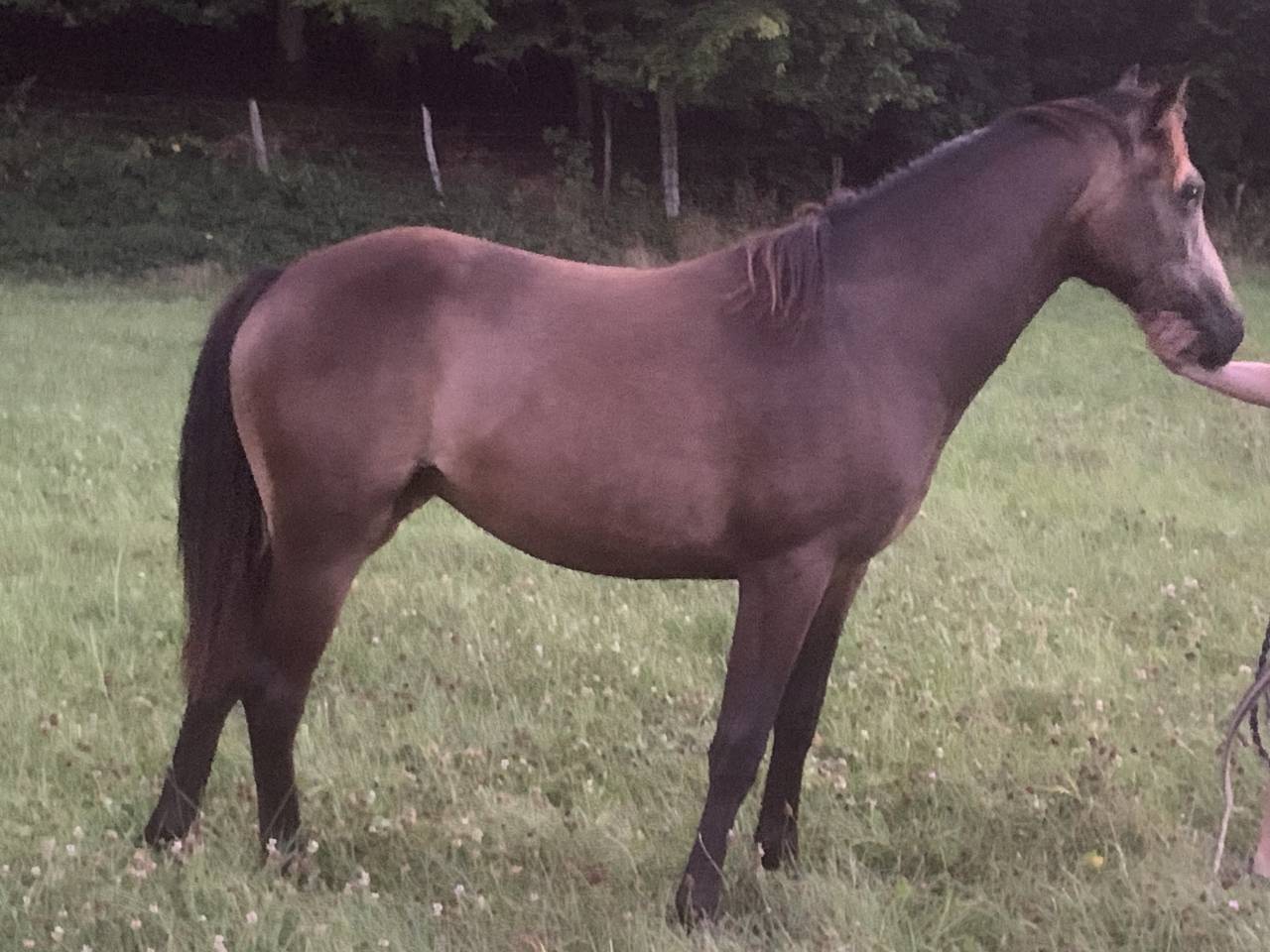 Mare Connemara For sale 2024 Buckskin