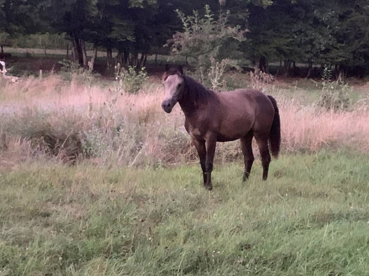 Mare Connemara For sale 2024 Buckskin