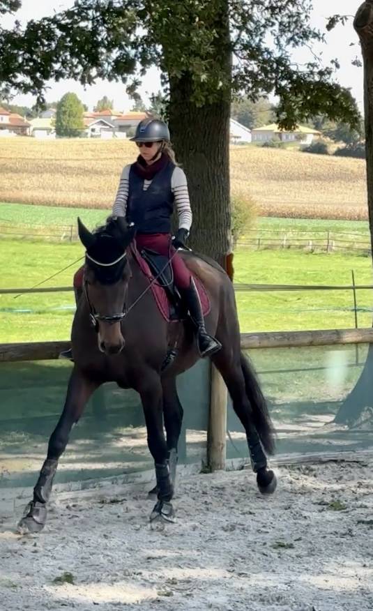 Gelding Selle Français For sale 2021 Bay