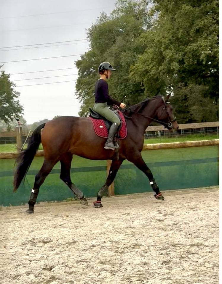 Gelding Selle Français For sale 2021 Bay