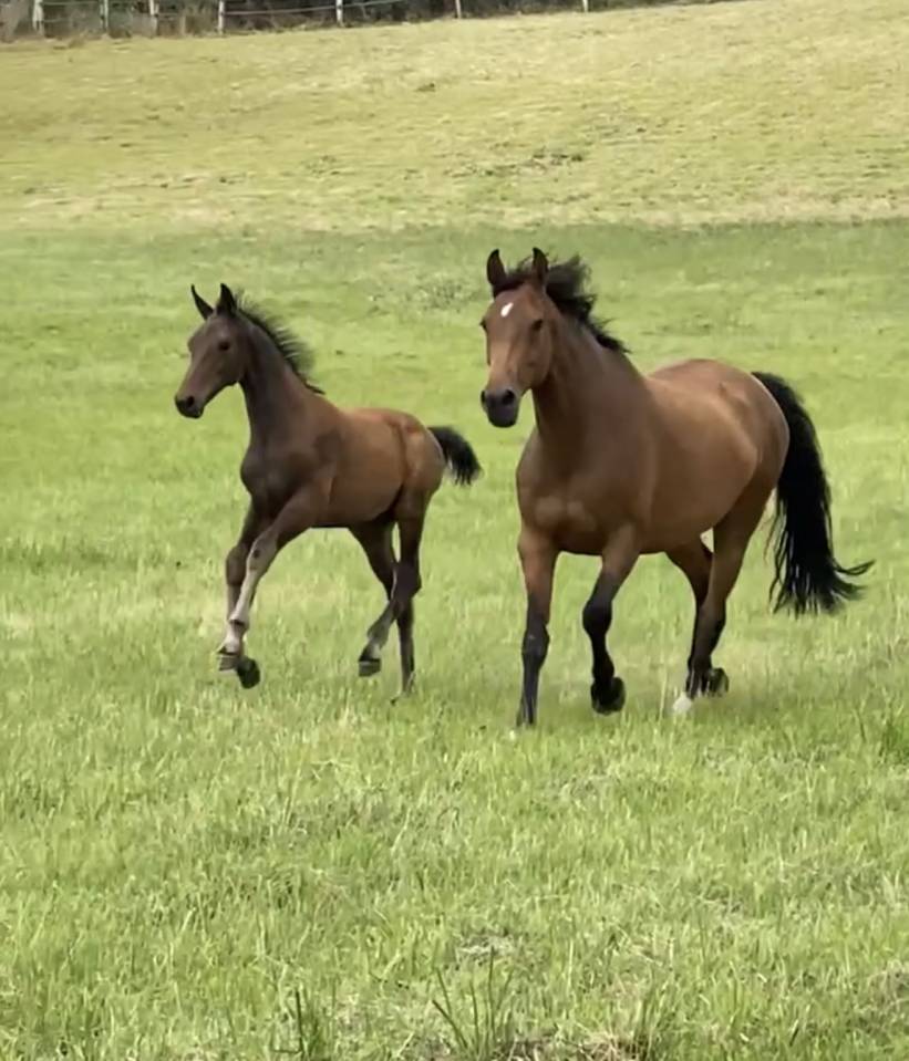 Gelding Selle Français For sale 2021 Bay