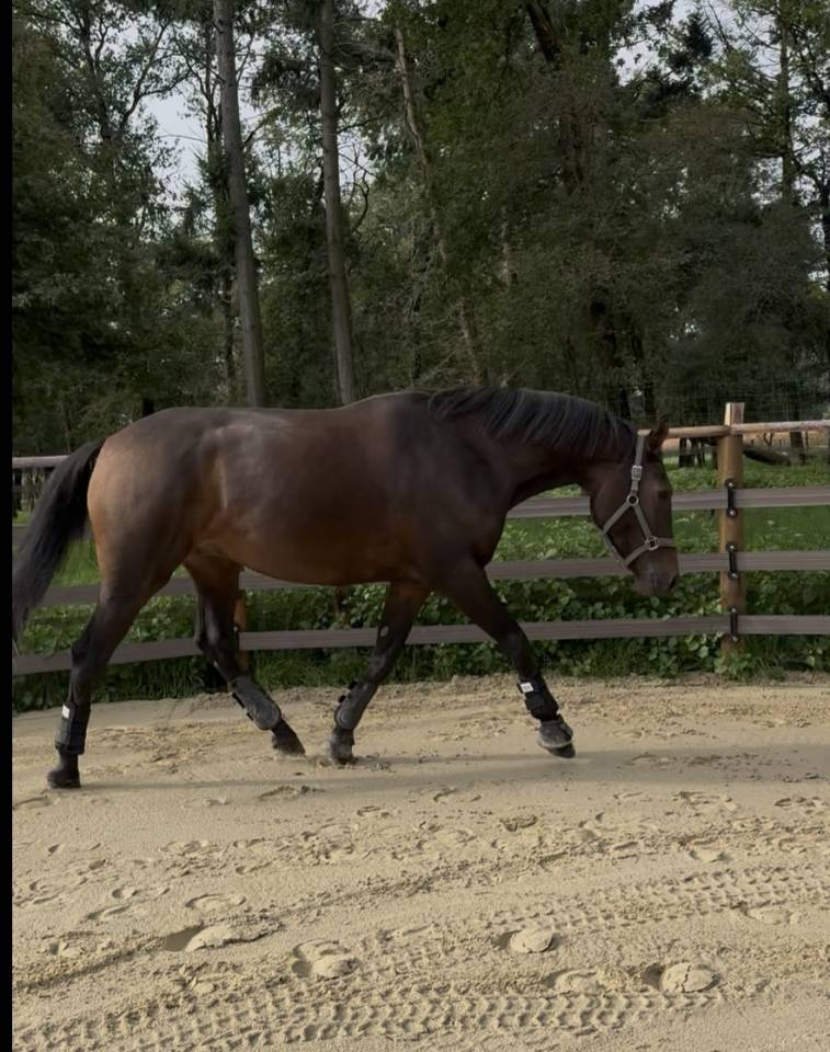 Gelding Selle Français For sale 2021 Bay