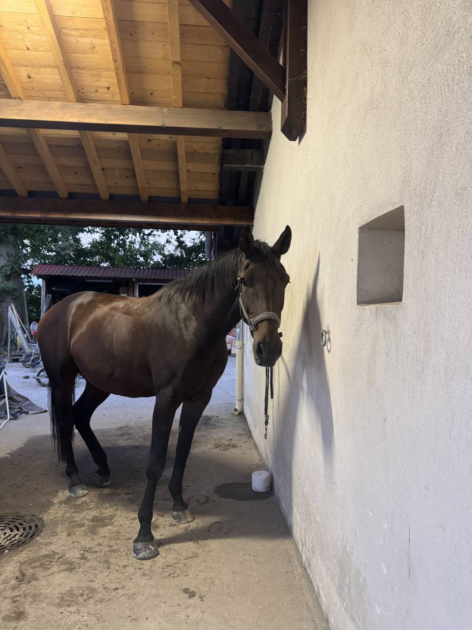 Gelding Selle Français For sale 2021 Bay