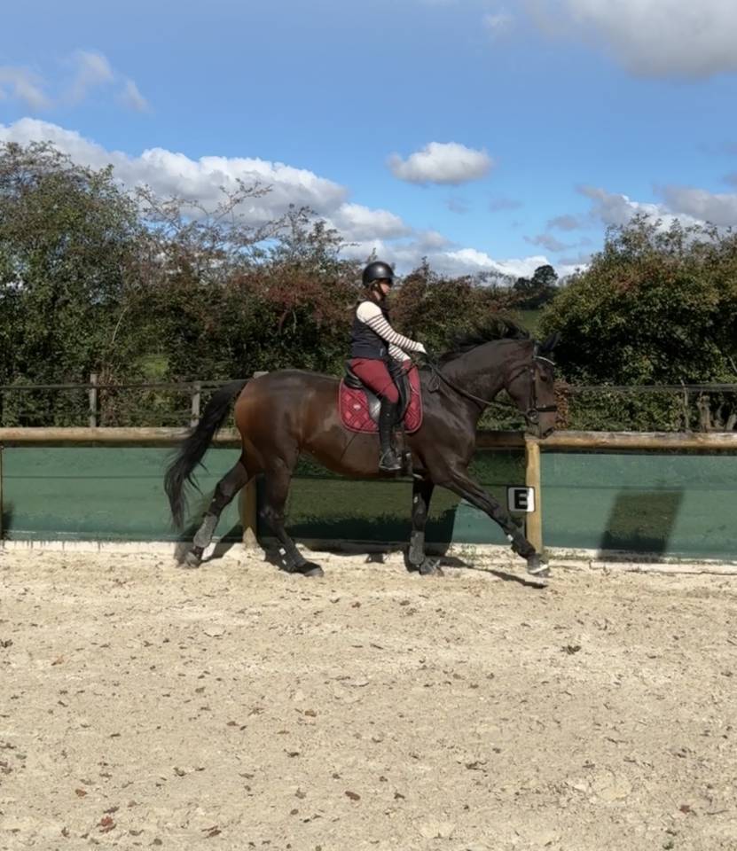 Gelding Selle Français For sale 2021 Bay